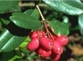 Jambabu Beej one of DBCare ingredients reduces high blood sugar Jambabu Beej one of DBCare ingredients reduces high blood sugar